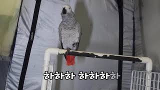 2019년 1월 31일 회색앵무새 별이 수다~