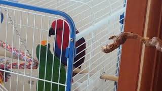 백년해로하는 뉴기니아 한쌍