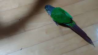 코뉴어 앵무새 - 망초월드~ 데굴데굴 빙글빙굴