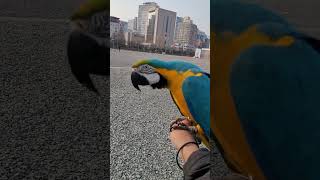 고개 흔드는 루카 #청금강 #청금강앵무새