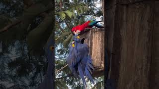 Cutest Blue Macaw Moments – Hy…