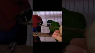 한스마카우, 뉴기니아 앵무  #birds #앵무새 #parrot #birdslover #pets