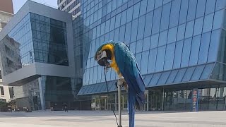 루카랑 아침산책중 #청금강앵무새