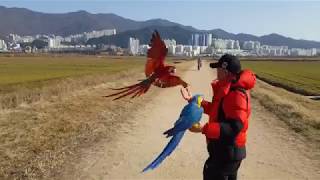 부산 대저 생태공원 홍금강 앵무새 홍금이와 청금강 앵무새 금강이 멋진 자유비행