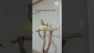 앵무새ㅡ순돌아 이모 산낙지 먹었다