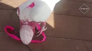 앵무새 자유비행 동호회? pnp에 가보다! 미친텐션의 코카투 가인이 (korean free Flight) (feat.청금강,홍금강,아마존,코카투 앵무)