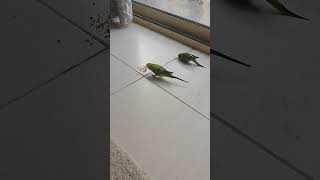 Cute baby funny baby  #lovebirds  #babygiggles #cutebaby #giggles #cute