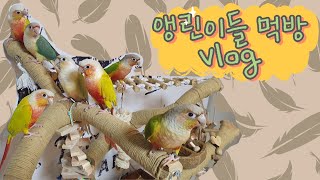 앵린이들 먹방 VLOG