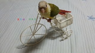 앵무새들의 특징과 소음크기 4( 파인애플 코뉴어) Characteristics and noise size of parrots 4 (Pineapple Conure)