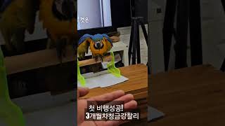 청금강 앵무새.첫비행훈련중3개월차