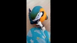 개껌씹는 청금강앵무_콴(Blue&Gold Macaw_QWAN)