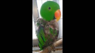 self injury Eclectus parrot th…