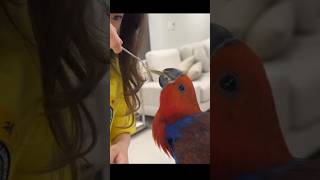 사랑스러운 아이와 뉴기니아 앵무새 가을이