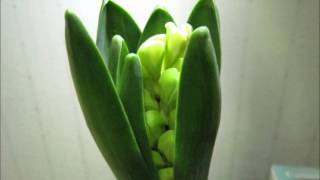 첫 타임랩스 -  히야신스 꽃대 올라오는 모습