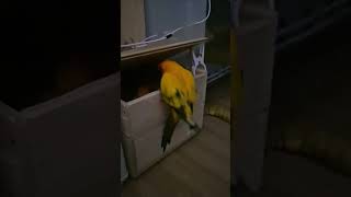 #birds #birdslover #pets #parrot #cute #썬코뉴어 #말잘듣는앵무새