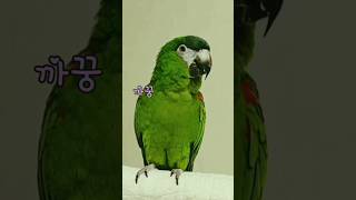 아~~구 잘하네 #말하는앵무새철수 2024.05.30