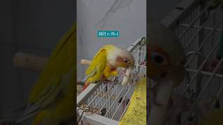 “복숭아에 진심인 코뉴어 앵무새 페리와 카나의 먹방! “Conure Parrots in Love with Peach  Perry & Kana’s Fruity Mukbang!”
