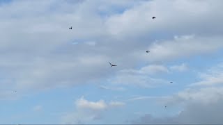 [Freeflight][청금강] 광안리 자유비행 모음 / full ver.