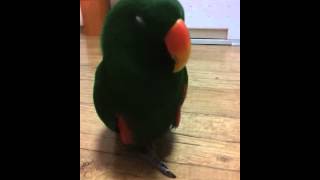 Eclectus parrot Sing~♥(뉴기니아 앵무…