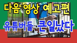 똘이의 굉장한 다음영상 예고입니다 [연구대상앵무새똘이]