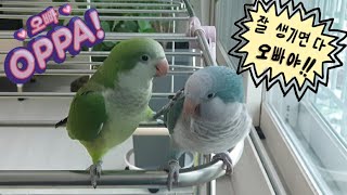 퀘이커앵무새 순도리♡부츄 (까불면 오빠한테 혼난다~!)순도리는 상남자ㅋㅋㅋ