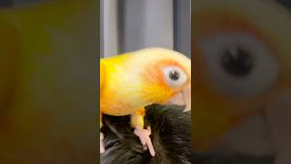 새 가족이 생겼어요  뽀삐뽀 챌린지 막차 탑승합니다  #코뉴어 #앵무새 #앵무새브이로그 #앵무새쇼츠 #코뉴어앵무새 #앵브이로그 #뽀삐뽀삐뽀