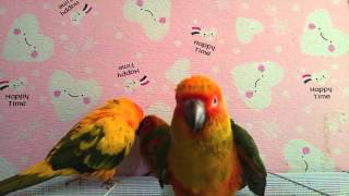 썬코뉴어 아가들과 초롱이