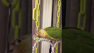 소망이(코뉴어)