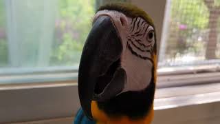 예쁜 아가씨와 춤추는 청금강 Pretty lady an…