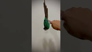 Hilarious Conure’s Upside-Down Stunt! Must-See Parrot Trick
