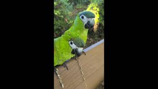 꽁패.앵무새.한스마카우.뽀미.한나.처가살이 막바지.뽀미…