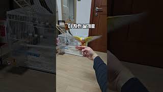 날아올라 #앵무새 #코뉴어 #썬코뉴어 #parrot
