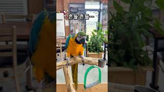 청금강 앵무새 흔들 흔들