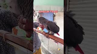 Amazon Parrot #virshorts #viralvideo #highlights #lovebirds #subscribe #gpsstv
