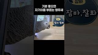 기분 좋으면 자기 이름 부르는 앵무새  회색앵무 잠바  #반려동물  #birds #parrot
