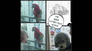 노래하는 형들♡홍금강 앵무새♡주니야 빨리가기 내기 할래…