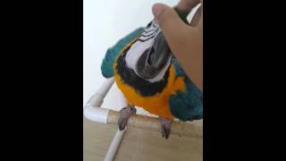 청금강 콴이가 훈련용 횃대 올라가는 법 [BLUE&GOLD Macaw Qwan ]