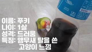 【앵무새】 푸키가 그저 콜라병을 핥는 영상