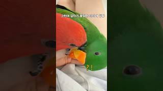 혼자 노는데 갑자기 등장한 차차에 놀란 앵무새     …