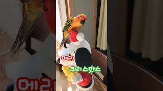 뚜비의 크리스마스 선물♡ #당황#댄스#내가쫌해#썬코뉴어…