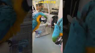 대박이와 루카 #청금강앵무새
