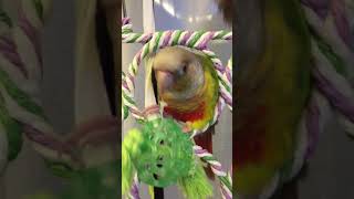 ‪공놀이 하는 소망이‬(코뉴어)