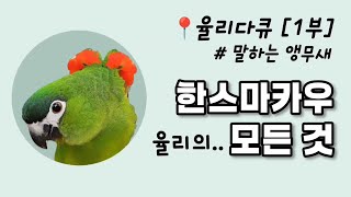 율리 다큐 [1부]  #말하는앵무새 #한스마카우