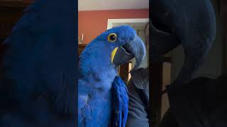 #hyacinthmacaw #shorts Adorable Hyacinth Macaw