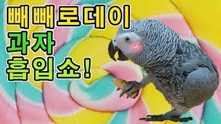 [수다쟁이 회색앵무 코코] EP18. 빼빼로데이 기념 과자 흡입쇼!!!!