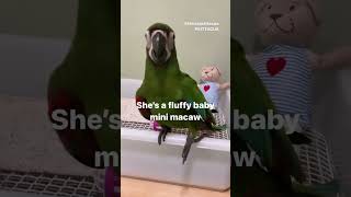 Playing with mini macaws Ara s…