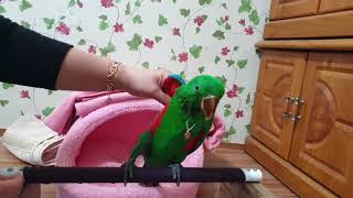 예쁜옷을입기시작한뉴기니아