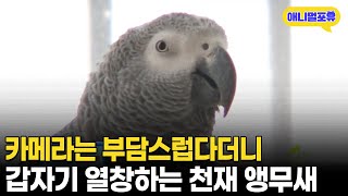 부끄럽다더니 갑자기 노래 부르는 천재 앵무새 I KBS…