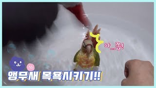 앵무새! 목욕을 시키자!!(목욕편 2탄)ㅣ앵무새이야기p…