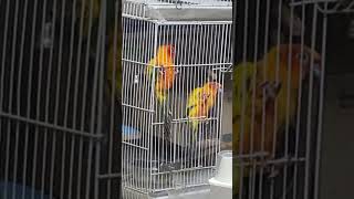 신나서 춤추는 썬코뉴어#앵무새 #썬코뉴어 #흥순이